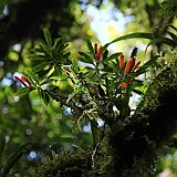 Costa Rica20150406-1733-1133